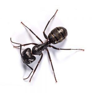 mravlje